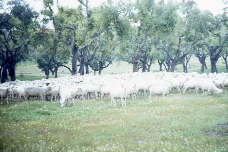 Queijo de Ovelha