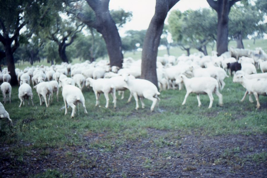 Queijo de Ovelha