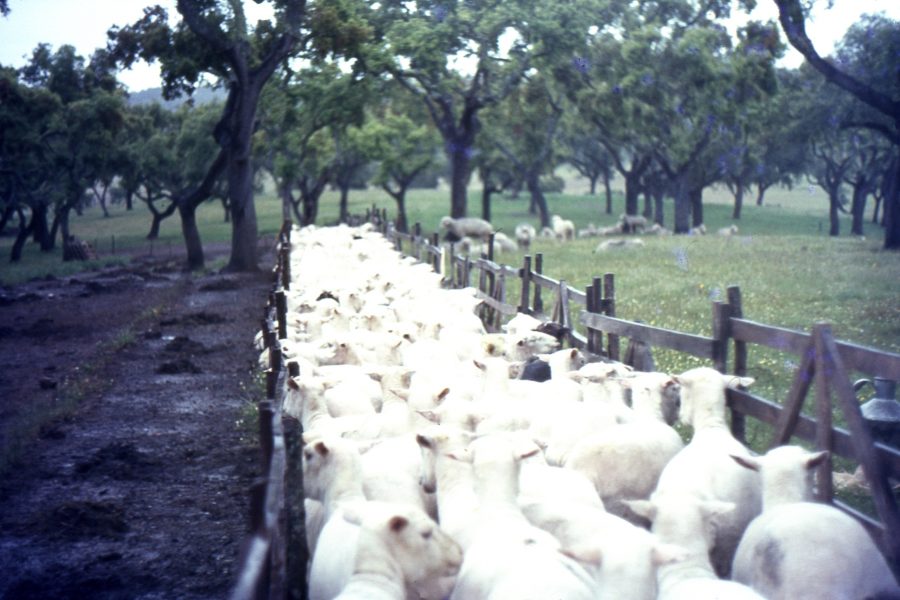Queijo de Ovelha