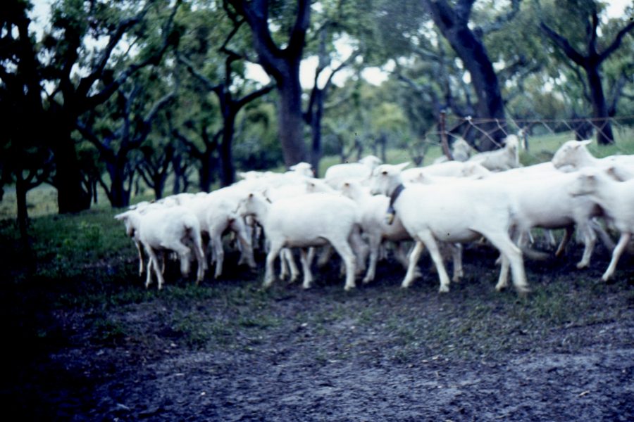 Queijo de Ovelha