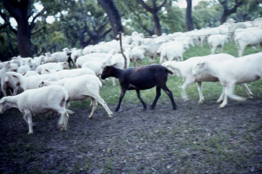 Queijo de Ovelha