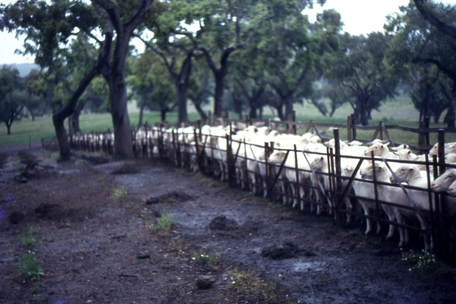 Queijo de Ovelha