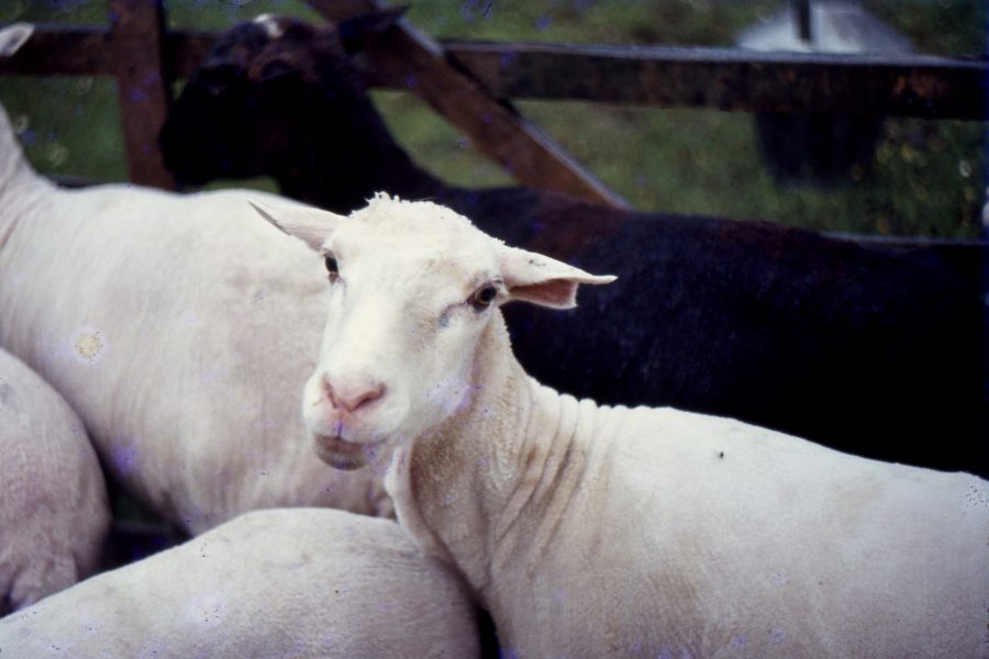 Queijo de Ovelha