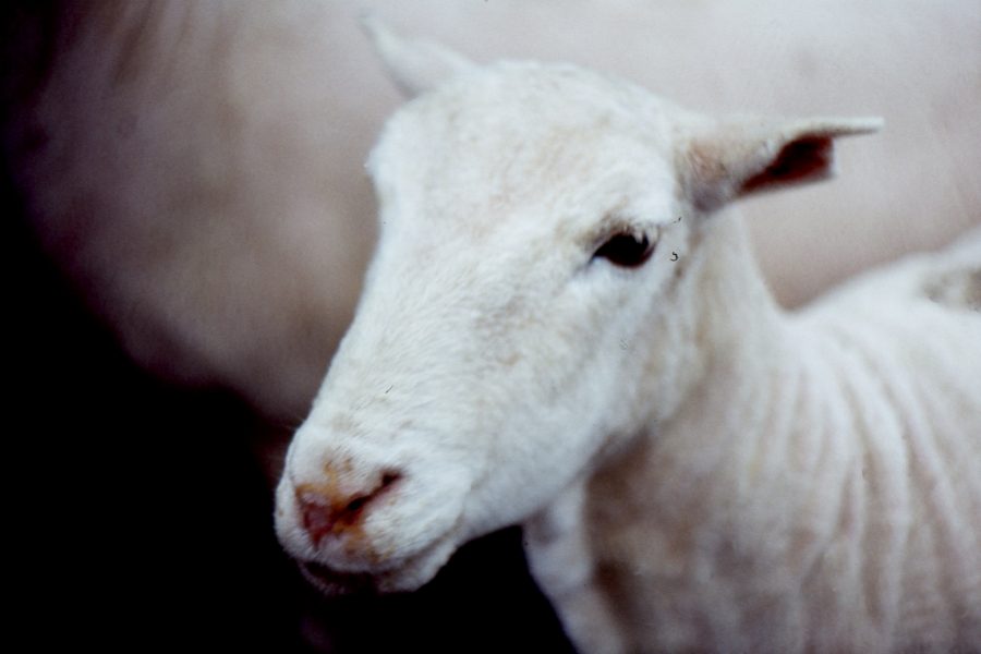 Queijo de Ovelha