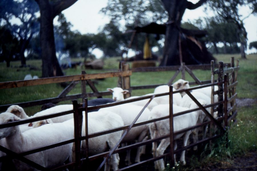 Queijo de Ovelha