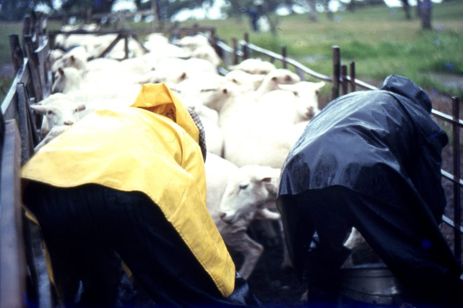 Queijo de Ovelha