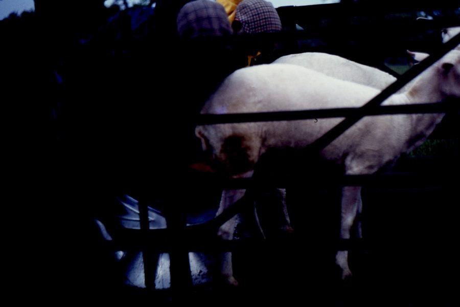 Queijo de Ovelha