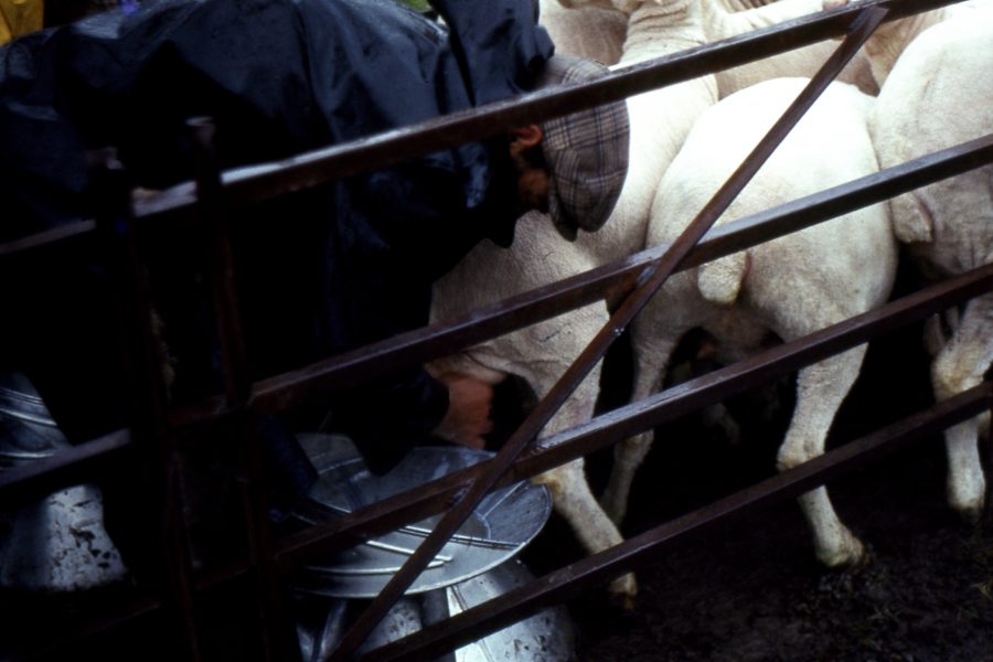 Queijo de Ovelha