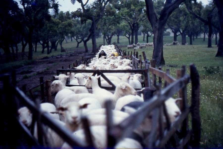 Queijo de Ovelha