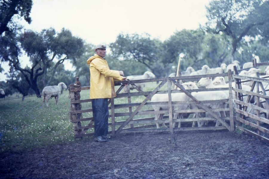 Queijo de Ovelha