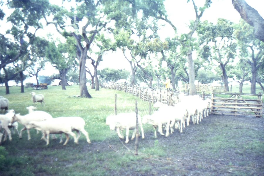 Queijo de Ovelha