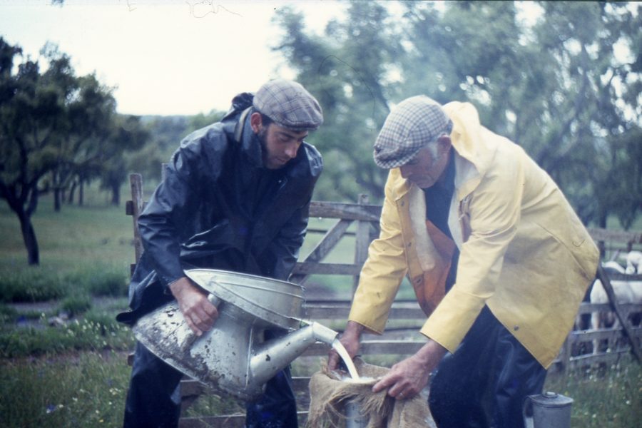 Queijo de Ovelha