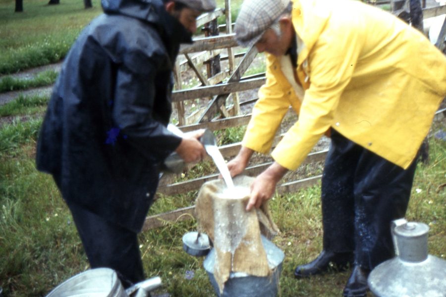 Queijo de Ovelha