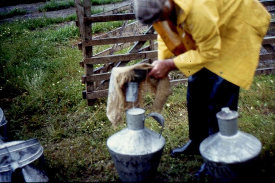 Queijo de Ovelha