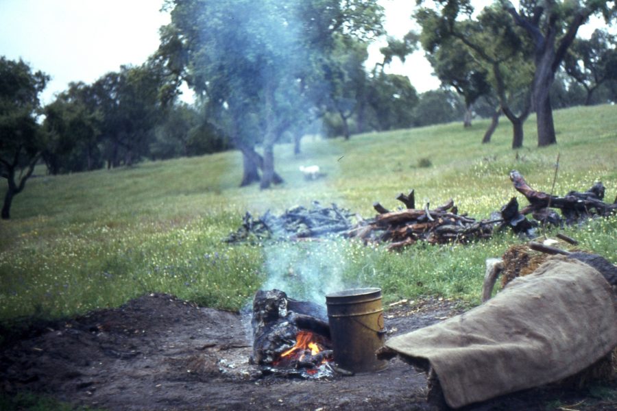 Queijo de Ovelha