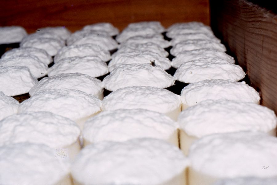 Queijo de Ovelha